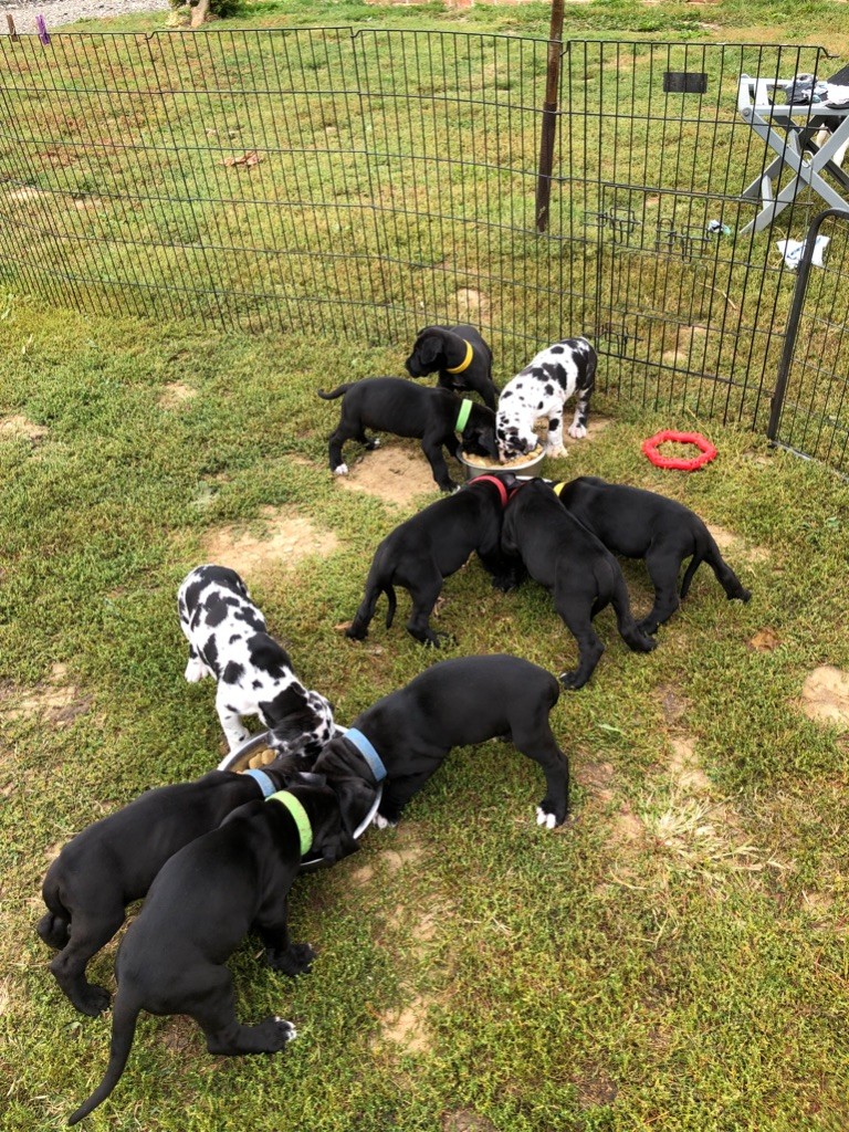 chiot Dogue allemand Des Eternels Charmeurs