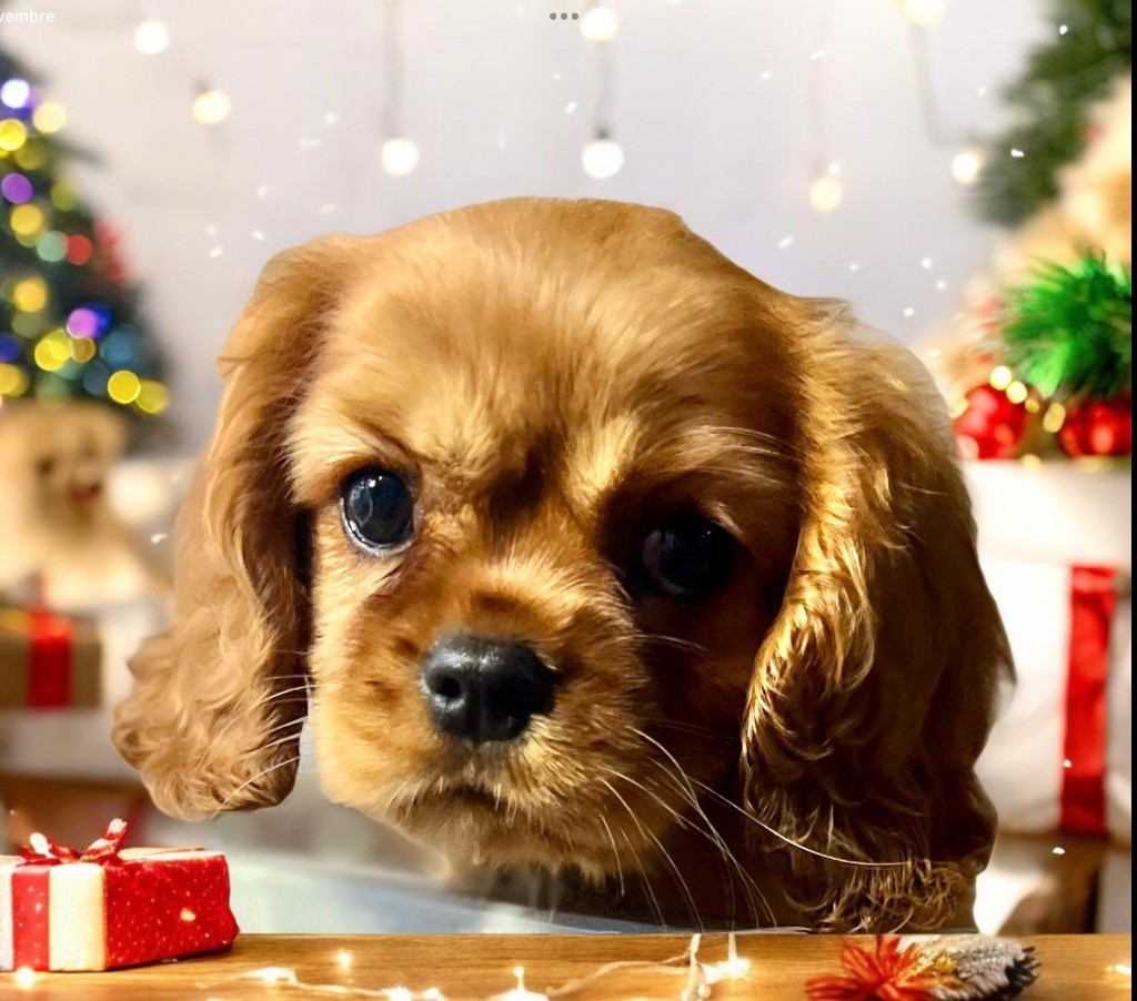 Des Eternels Charmeurs - Chiot disponible  - Cavalier King Charles Spaniel