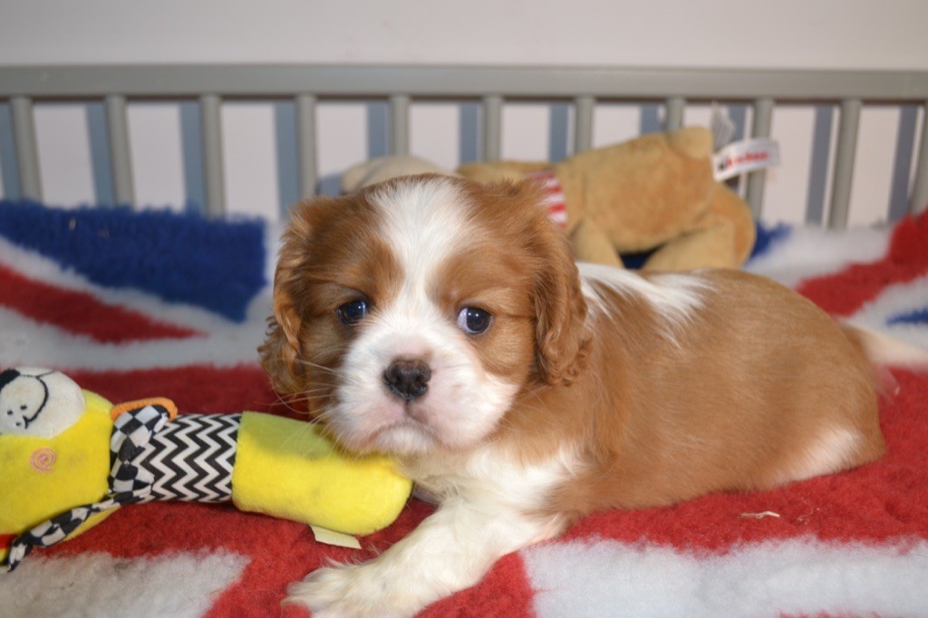 Des Eternels Charmeurs - Chiot disponible  - Cavalier King Charles Spaniel