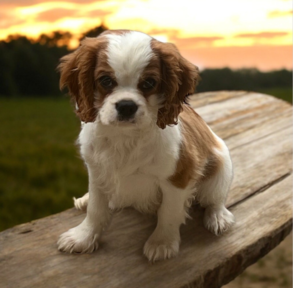 Des Eternels Charmeurs - Chiot disponible  - Cavalier King Charles Spaniel