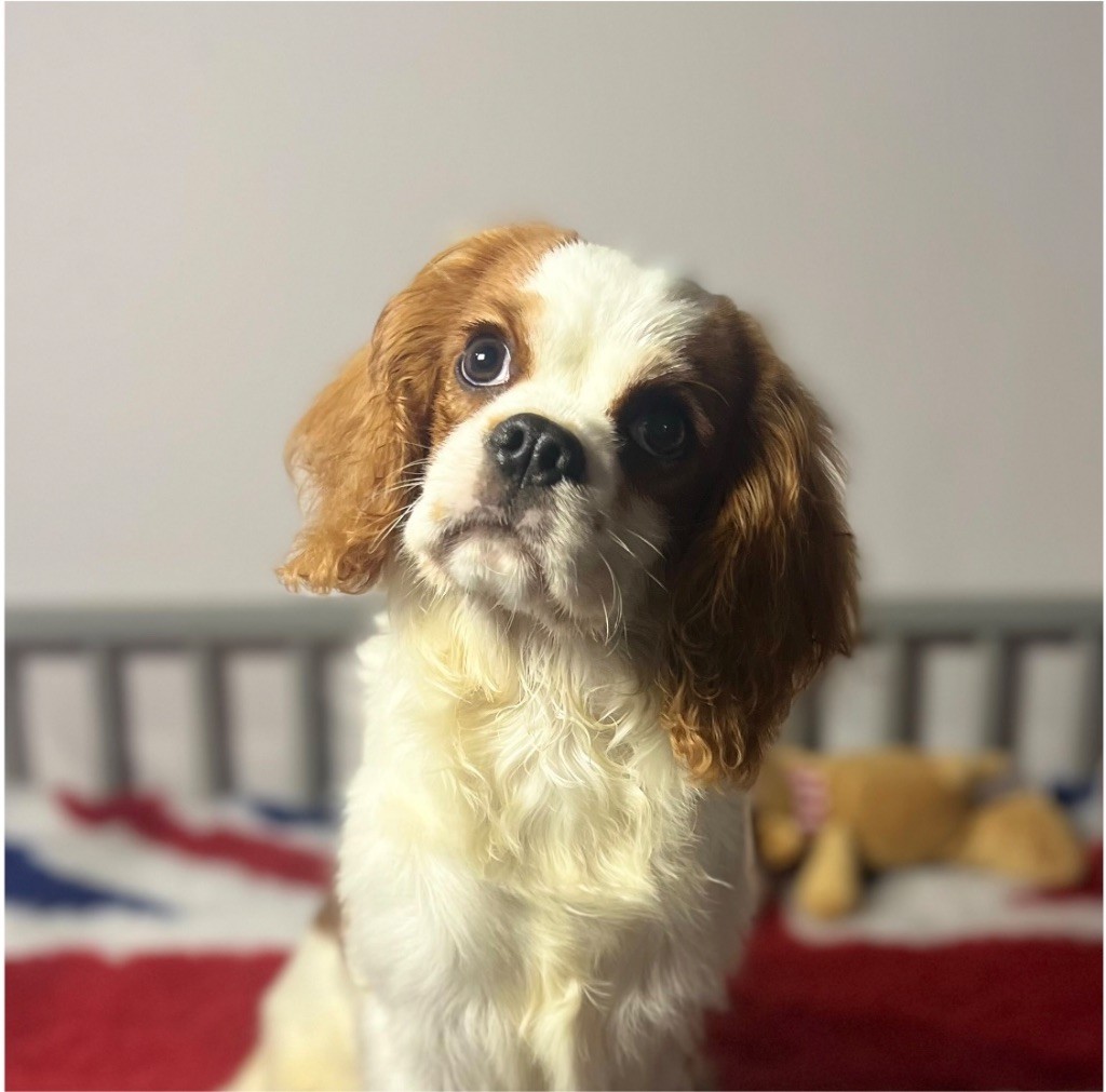 Des Eternels Charmeurs - Chiot disponible  - Cavalier King Charles Spaniel