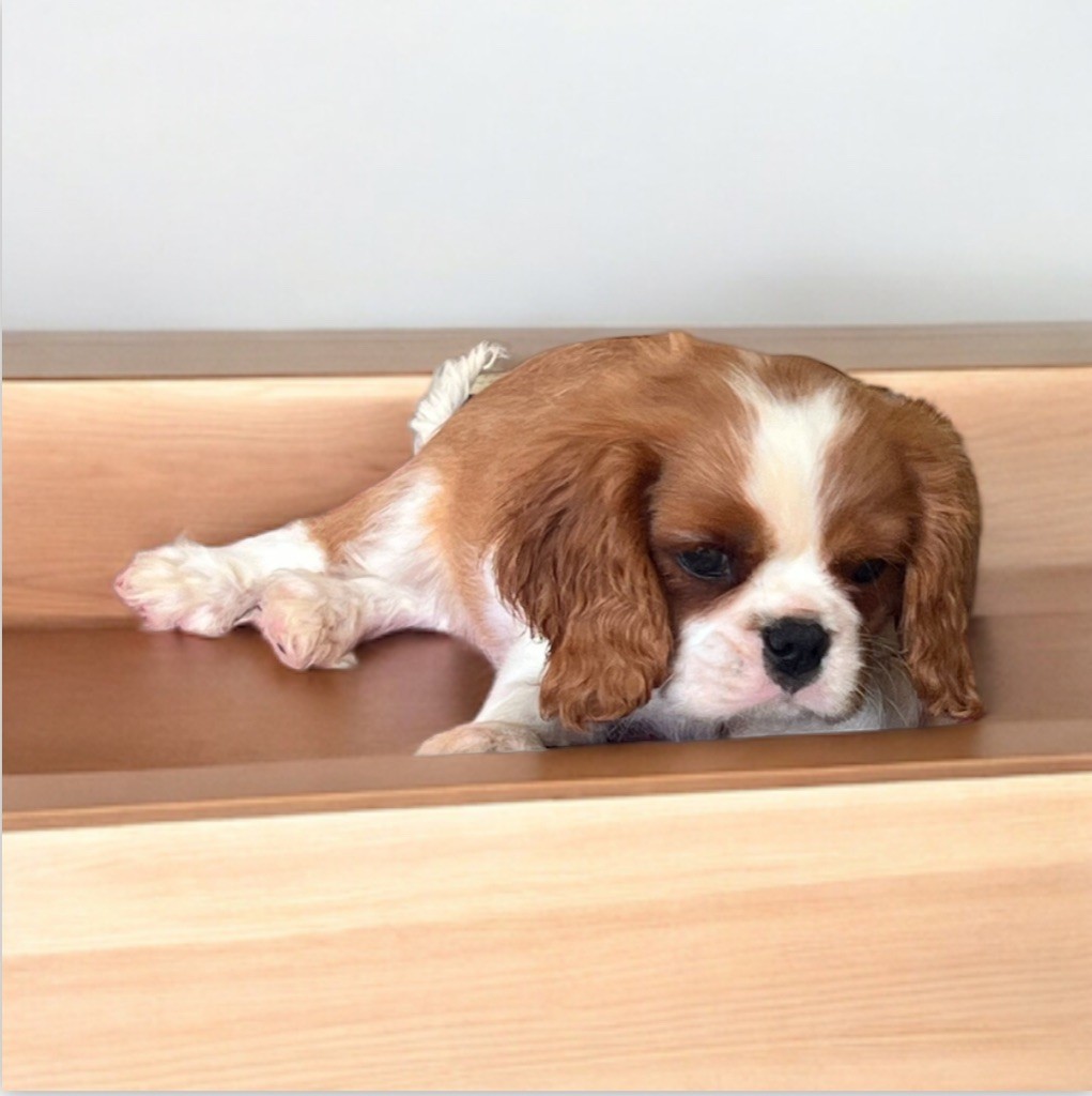 Des Eternels Charmeurs - Chiot disponible  - Cavalier King Charles Spaniel