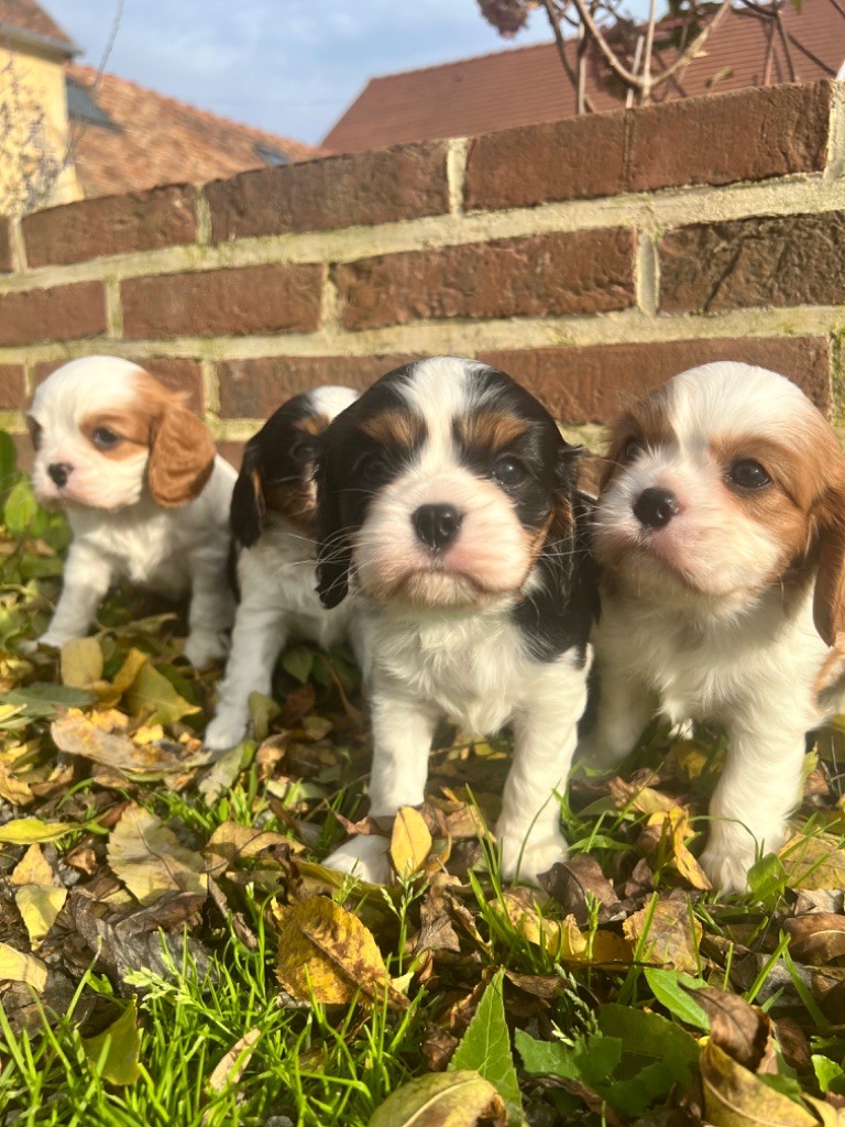 chiot Cavalier King Charles Spaniel Des Eternels Charmeurs