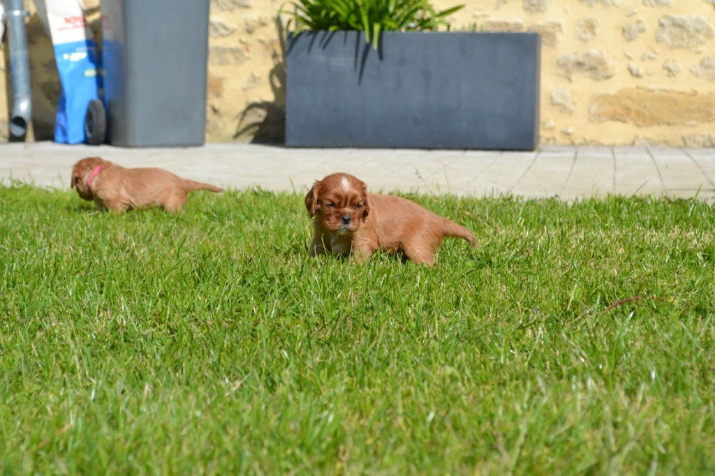 Des Eternels Charmeurs - Chiot disponible  - Cavalier King Charles Spaniel