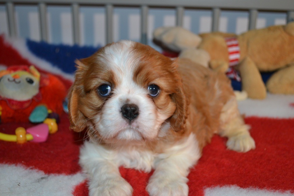 Des Eternels Charmeurs - Chiot disponible  - Cavalier King Charles Spaniel