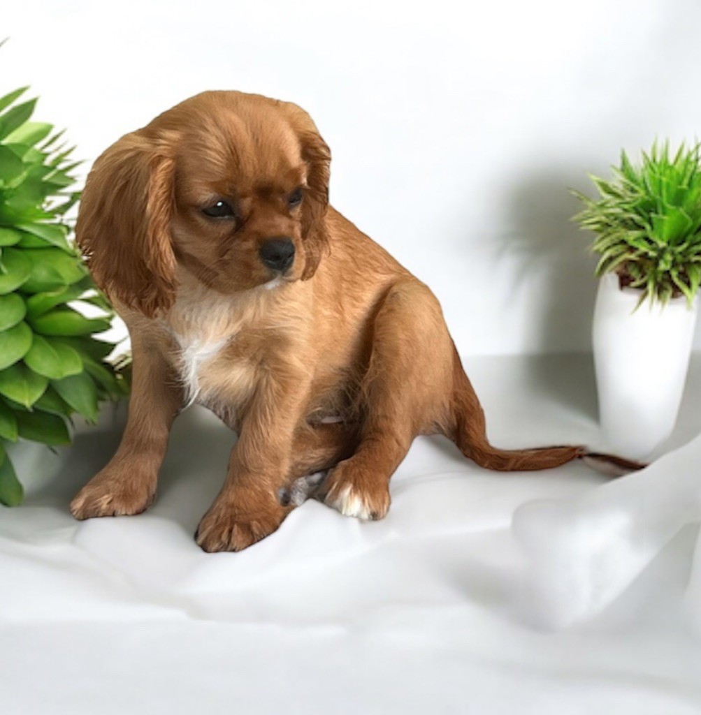 Des Eternels Charmeurs - Chiot disponible  - Cavalier King Charles Spaniel