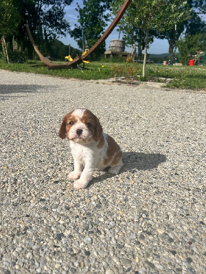 Des Eternels Charmeurs - Cavalier King Charles Spaniel - Portée née le 20/09/2024