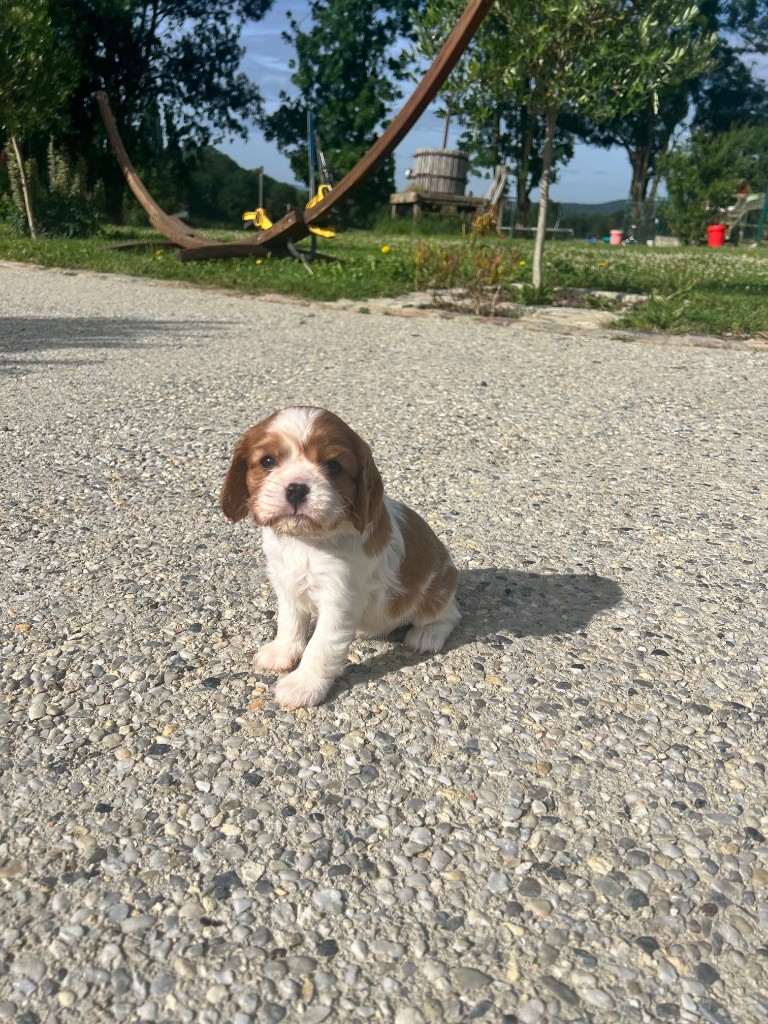 Des Eternels Charmeurs - Chiot disponible  - Cavalier King Charles Spaniel