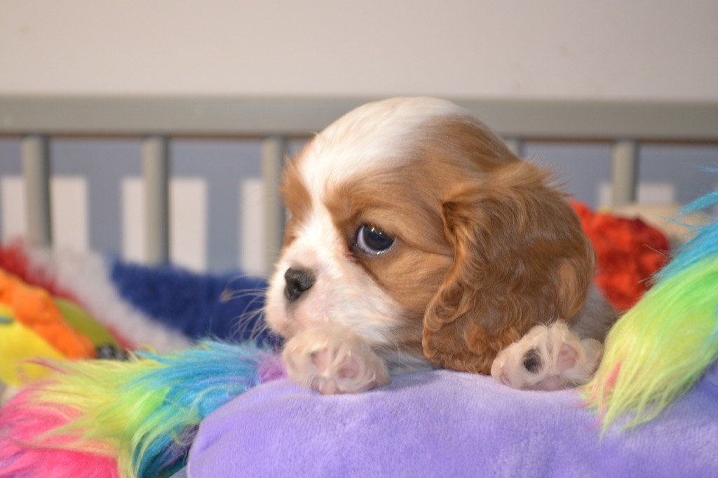 Des Eternels Charmeurs - Chiot disponible  - Cavalier King Charles Spaniel