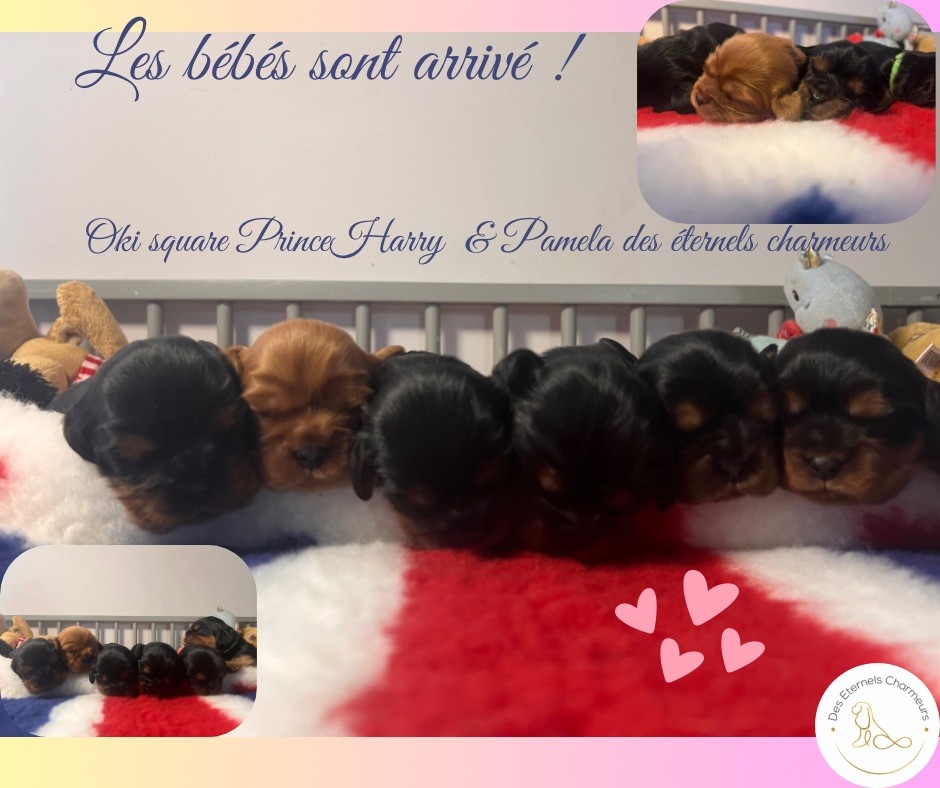 Des Eternels Charmeurs - Chiot disponible  - Cavalier King Charles Spaniel