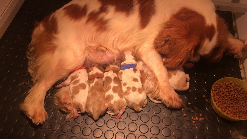 chiot Cavalier King Charles Spaniel Des Eternels Charmeurs