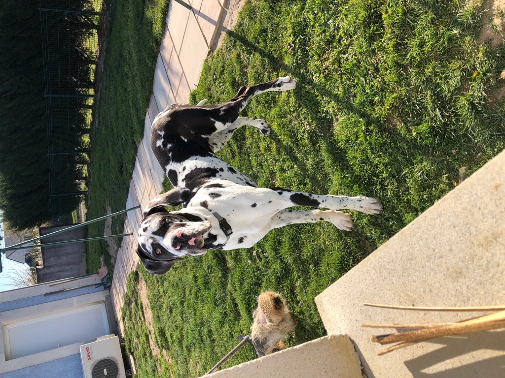 pumba