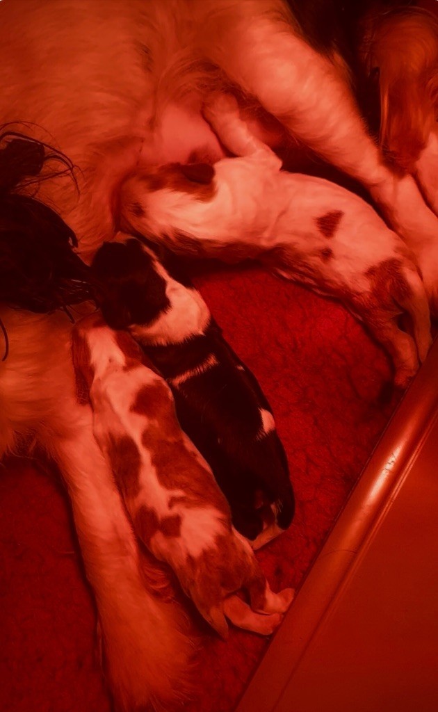 Des Eternels Charmeurs - Cavalier King Charles Spaniel - Portée née le 16/04/2025
