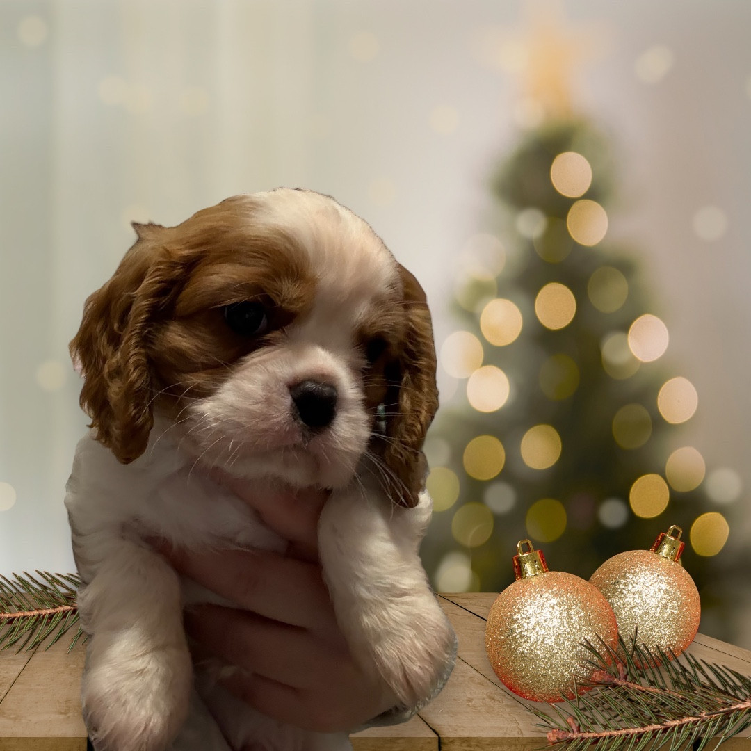 Des Eternels Charmeurs - Chiots disponibles - Cavalier King Charles Spaniel