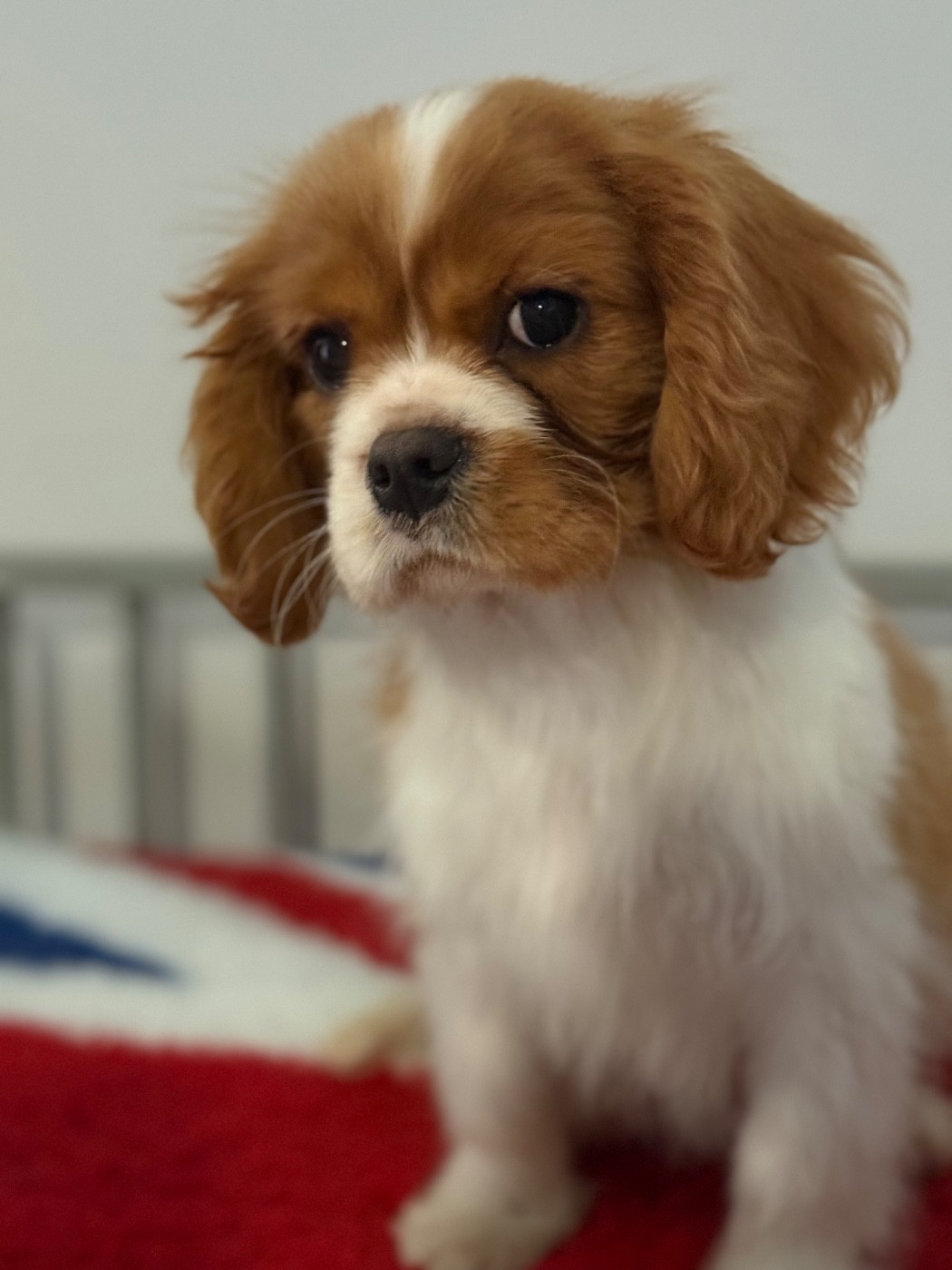 Des Eternels Charmeurs - Chiots disponibles - Cavalier King Charles Spaniel