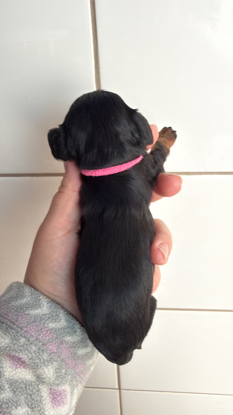 Des Eternels Charmeurs - Chiots disponibles - Cavalier King Charles Spaniel