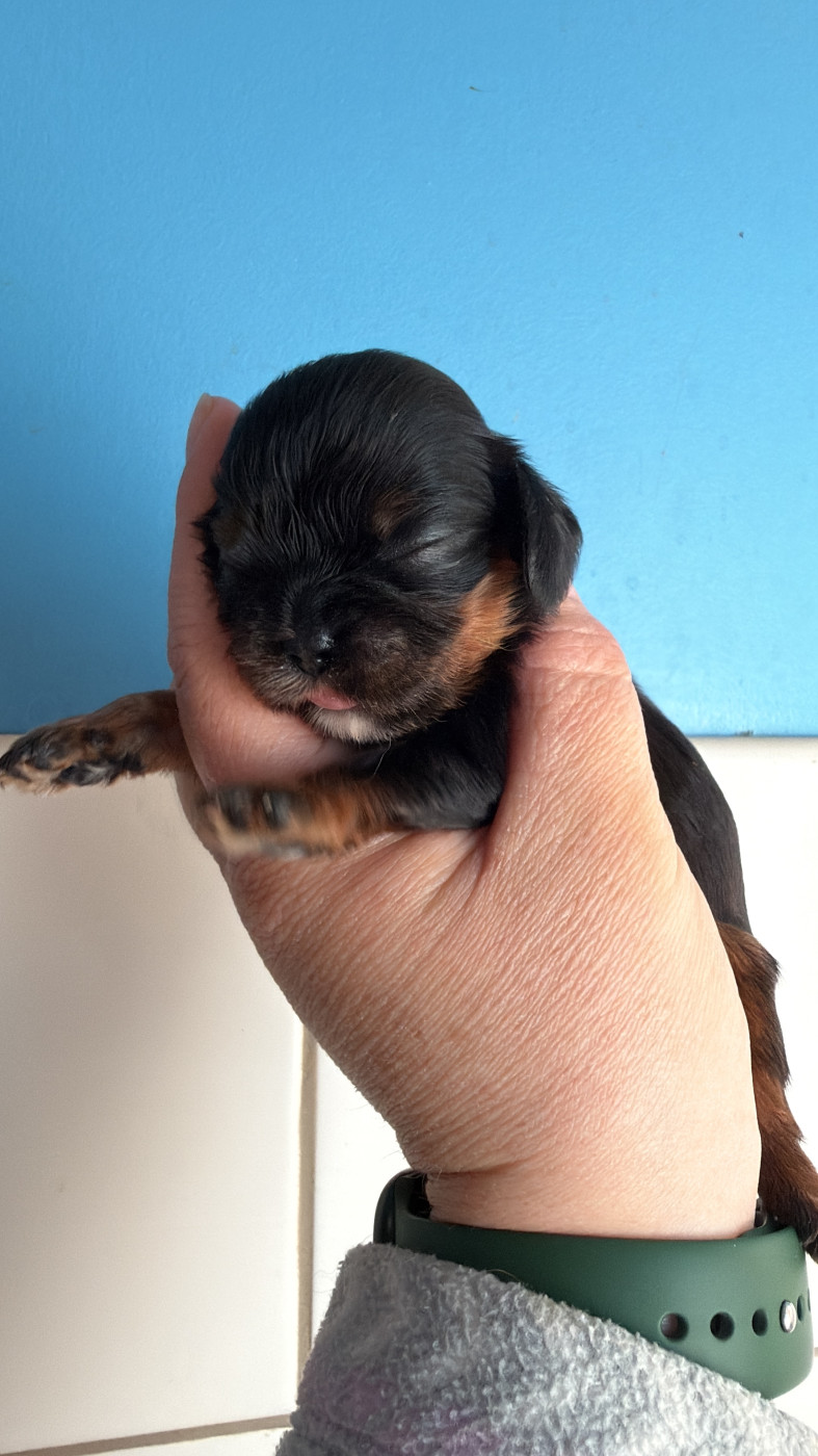 Des Eternels Charmeurs - Chiots disponibles - Cavalier King Charles Spaniel