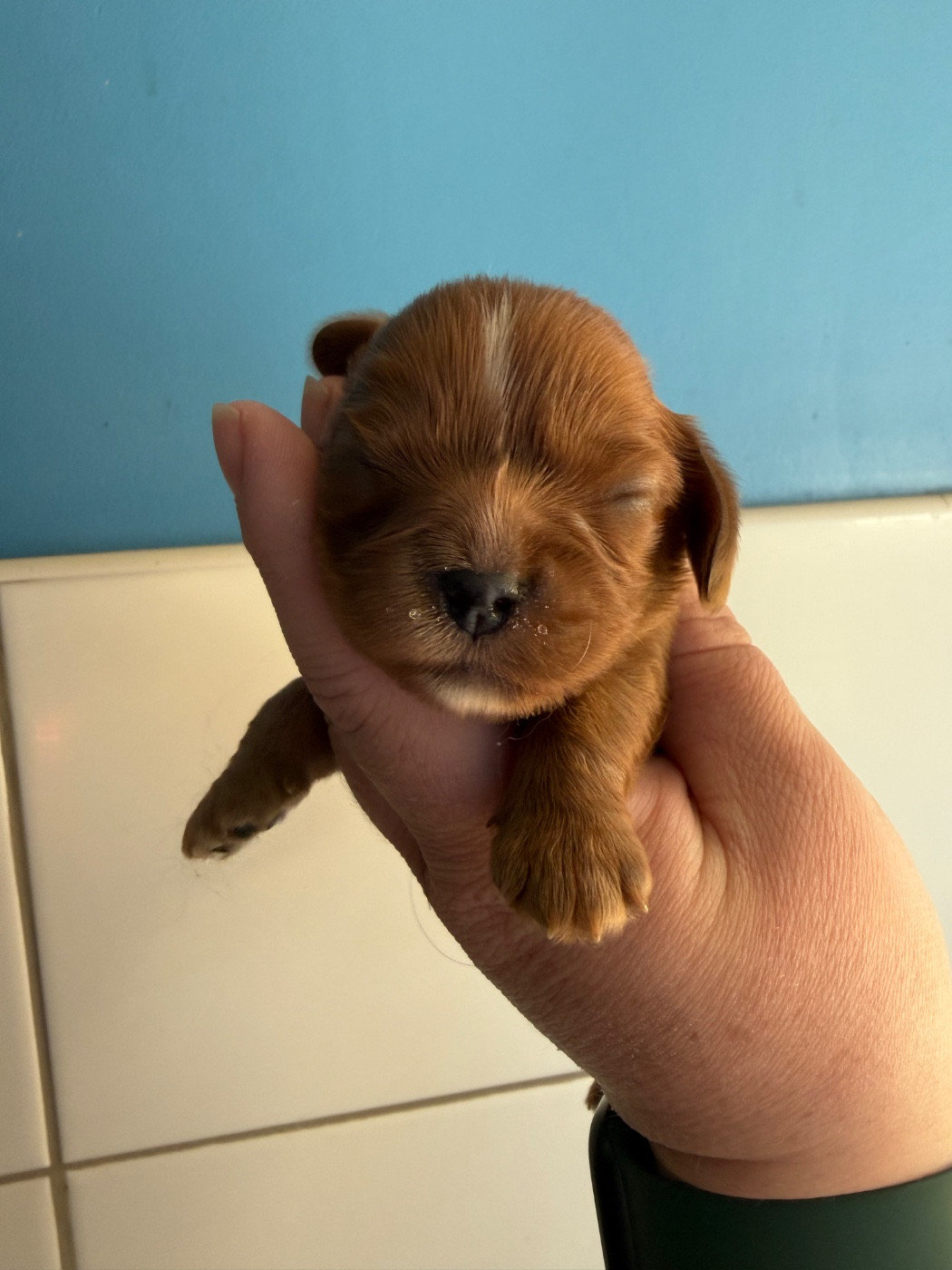 Des Eternels Charmeurs - Chiots disponibles - Cavalier King Charles Spaniel