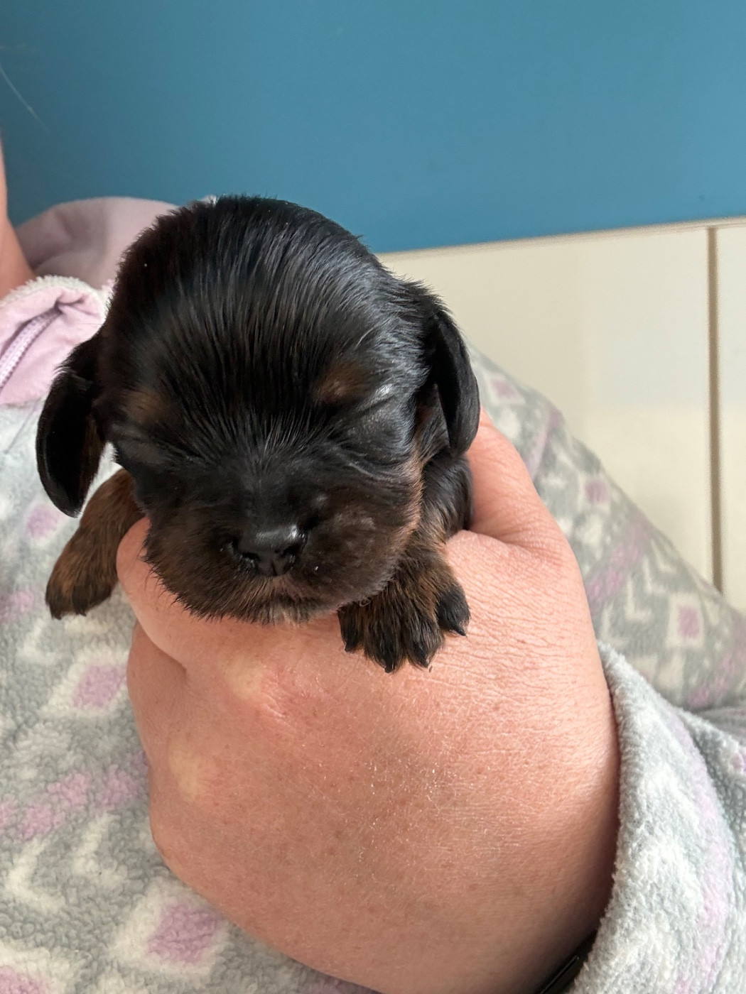 Des Eternels Charmeurs - Chiots disponibles - Cavalier King Charles Spaniel