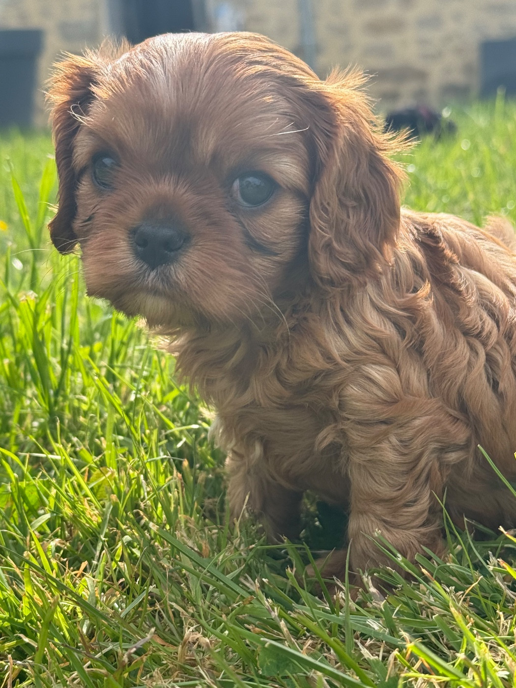Des Eternels Charmeurs - Chiots disponibles - Cavalier King Charles Spaniel