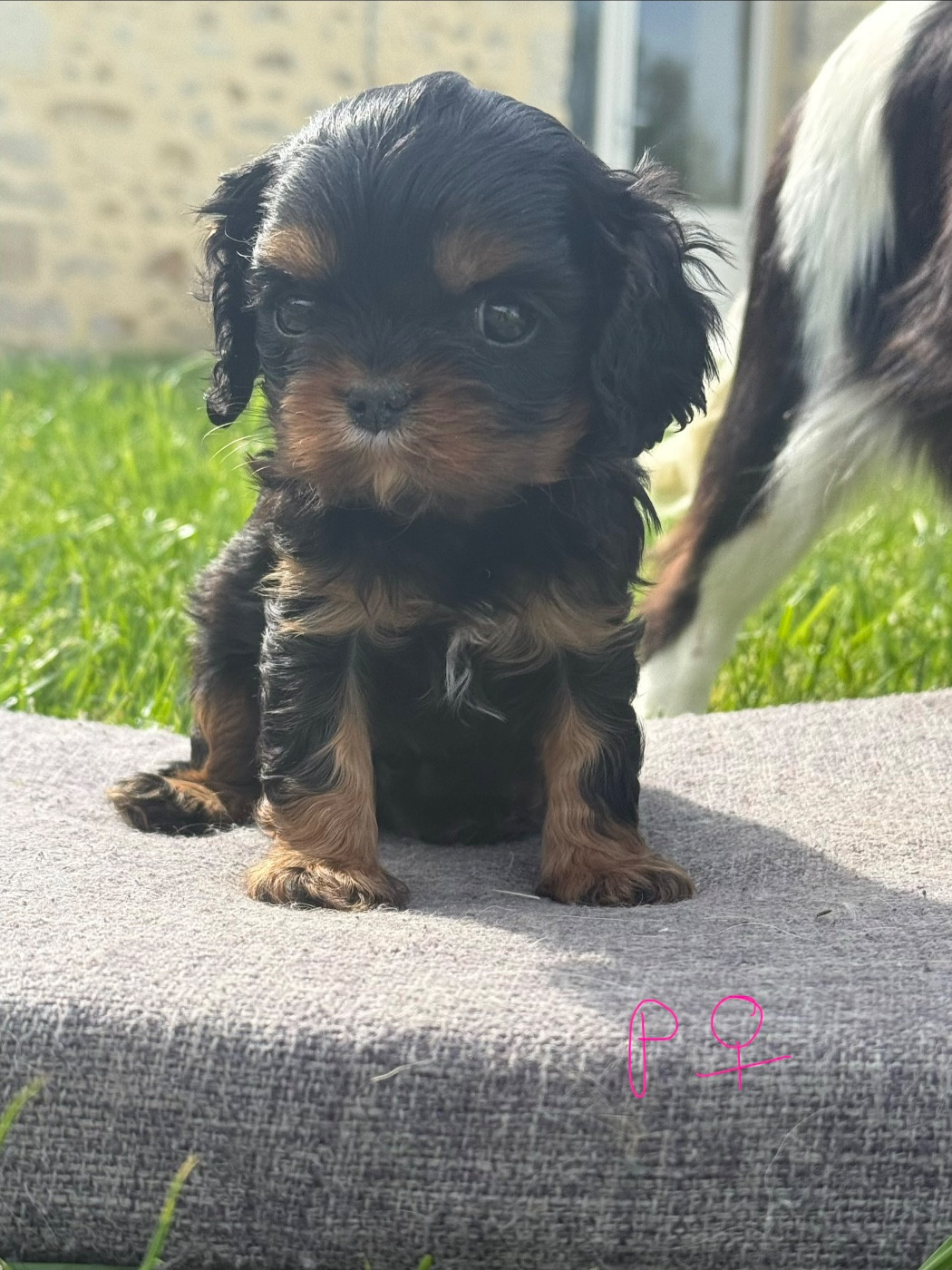 Des Eternels Charmeurs - Chiots disponibles - Cavalier King Charles Spaniel