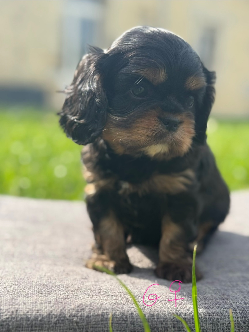 Des Eternels Charmeurs - Chiots disponibles - Cavalier King Charles Spaniel