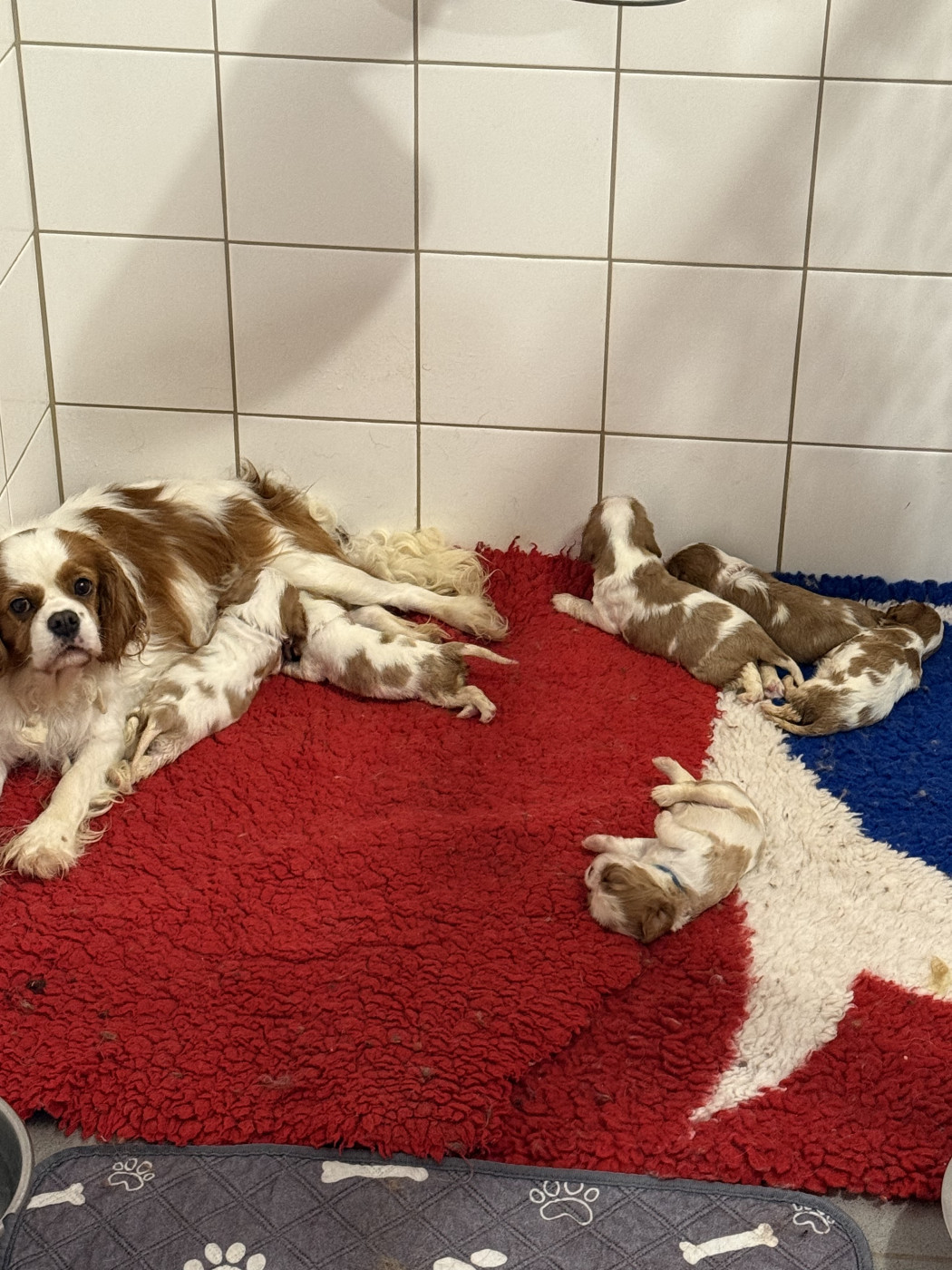 Chiot Cavalier King Charles Spaniel Des Eternels Charmeurs