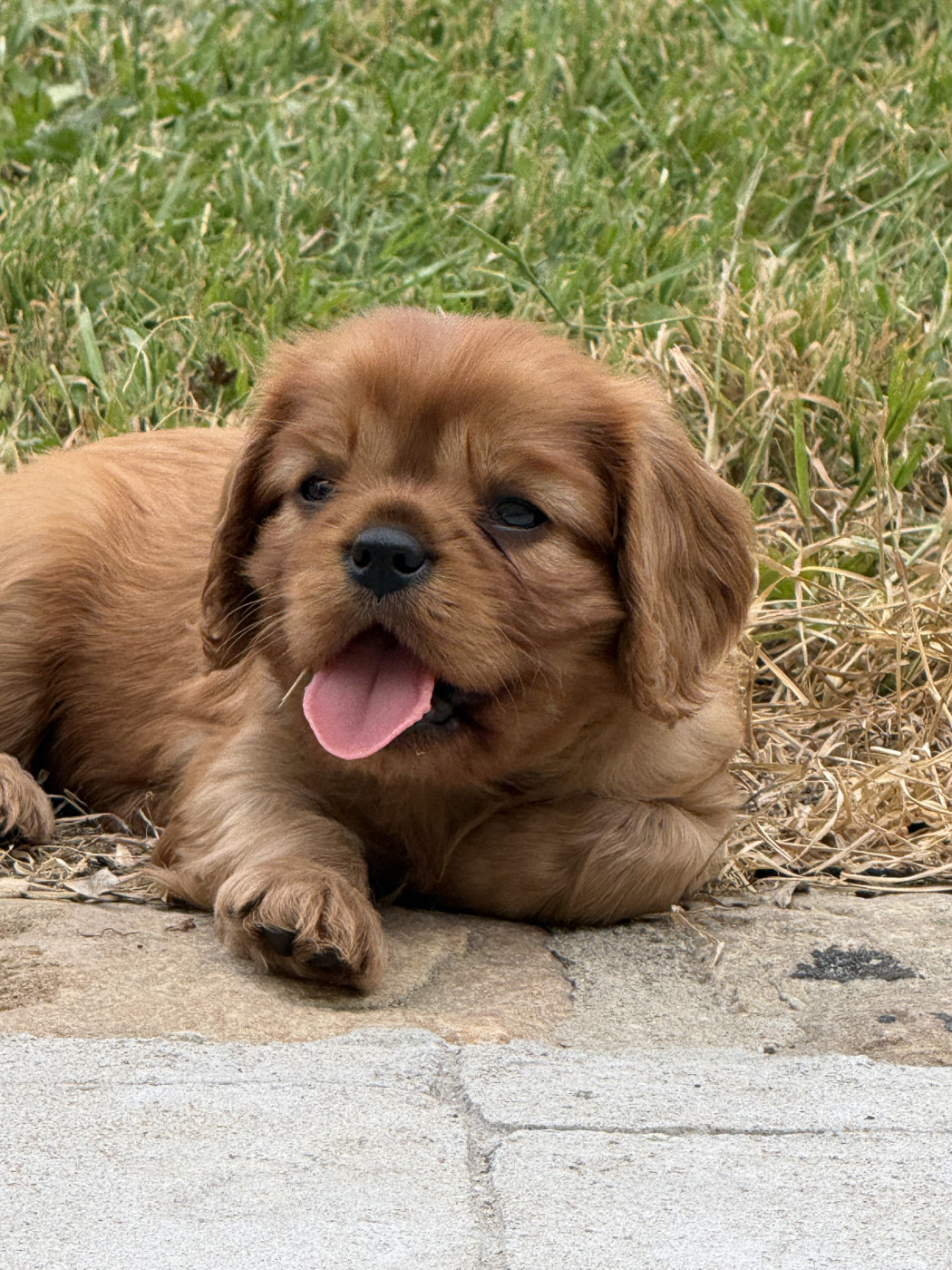 Des Eternels Charmeurs - Chiots disponibles - Cavalier King Charles Spaniel