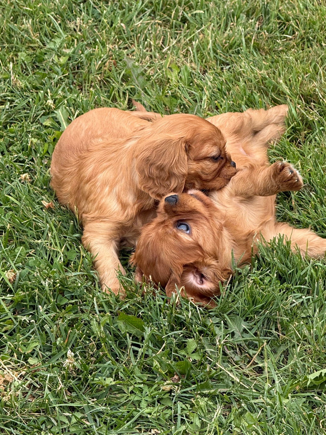 Des Eternels Charmeurs - Chiots disponibles - Cavalier King Charles Spaniel