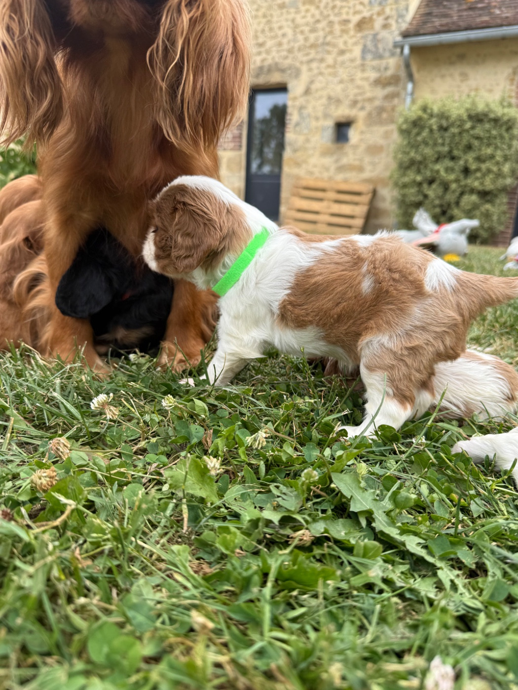 Des Eternels Charmeurs - Chiots disponibles - Cavalier King Charles Spaniel