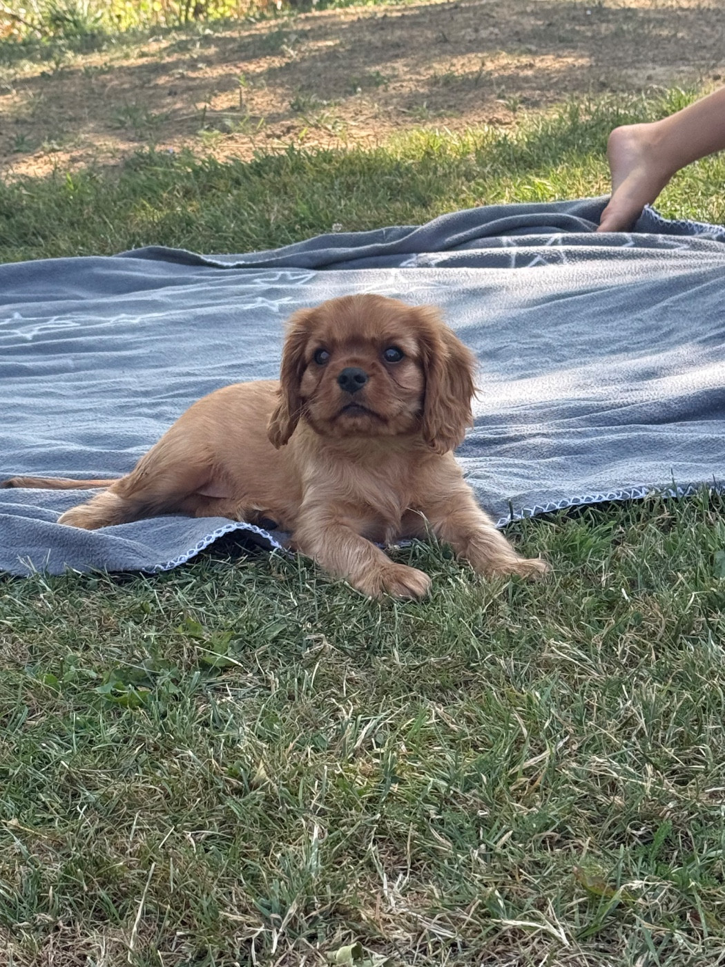 Des Eternels Charmeurs - Chiots disponibles - Cavalier King Charles Spaniel