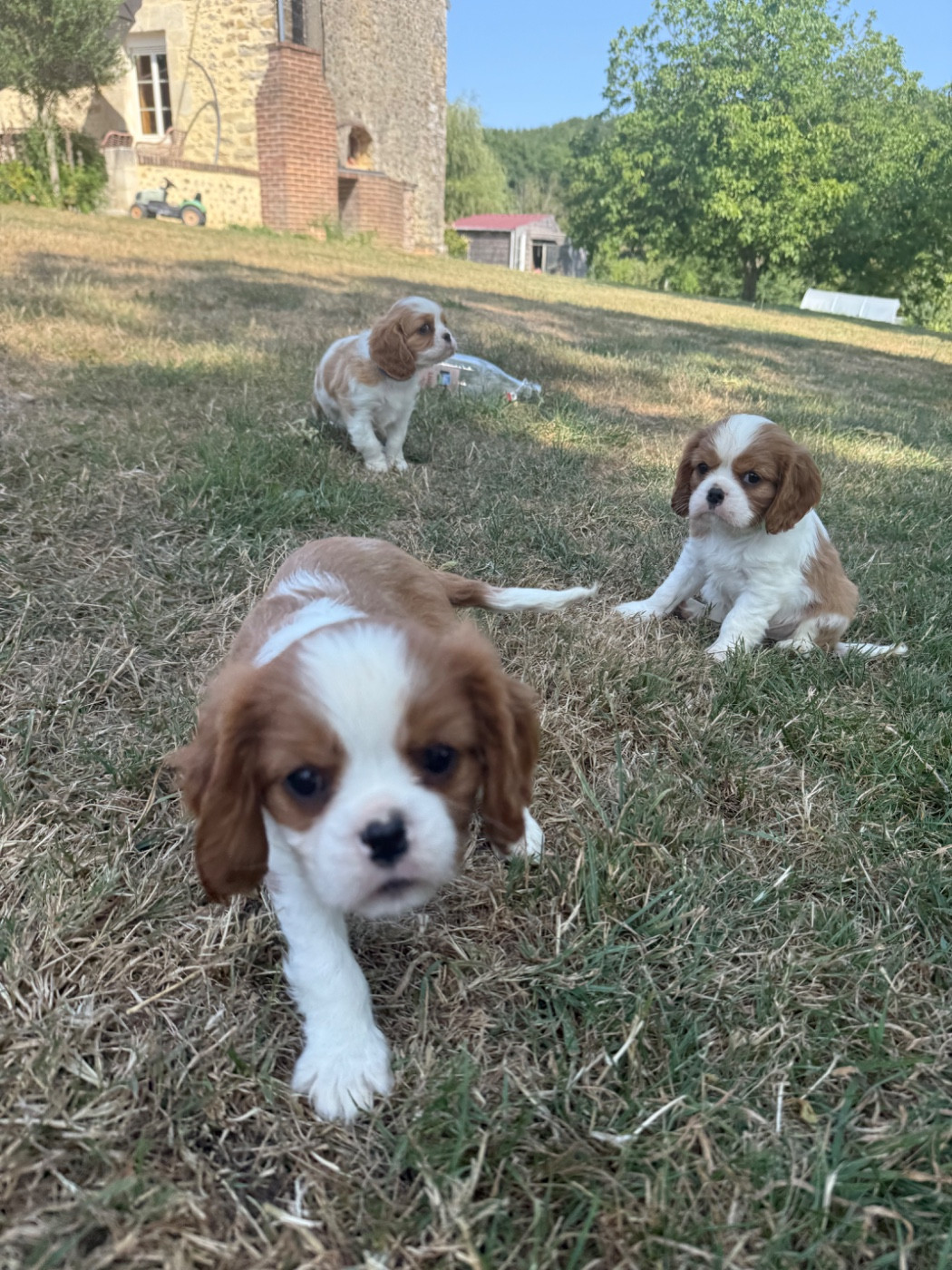 Des Eternels Charmeurs - Chiots disponibles - Cavalier King Charles Spaniel