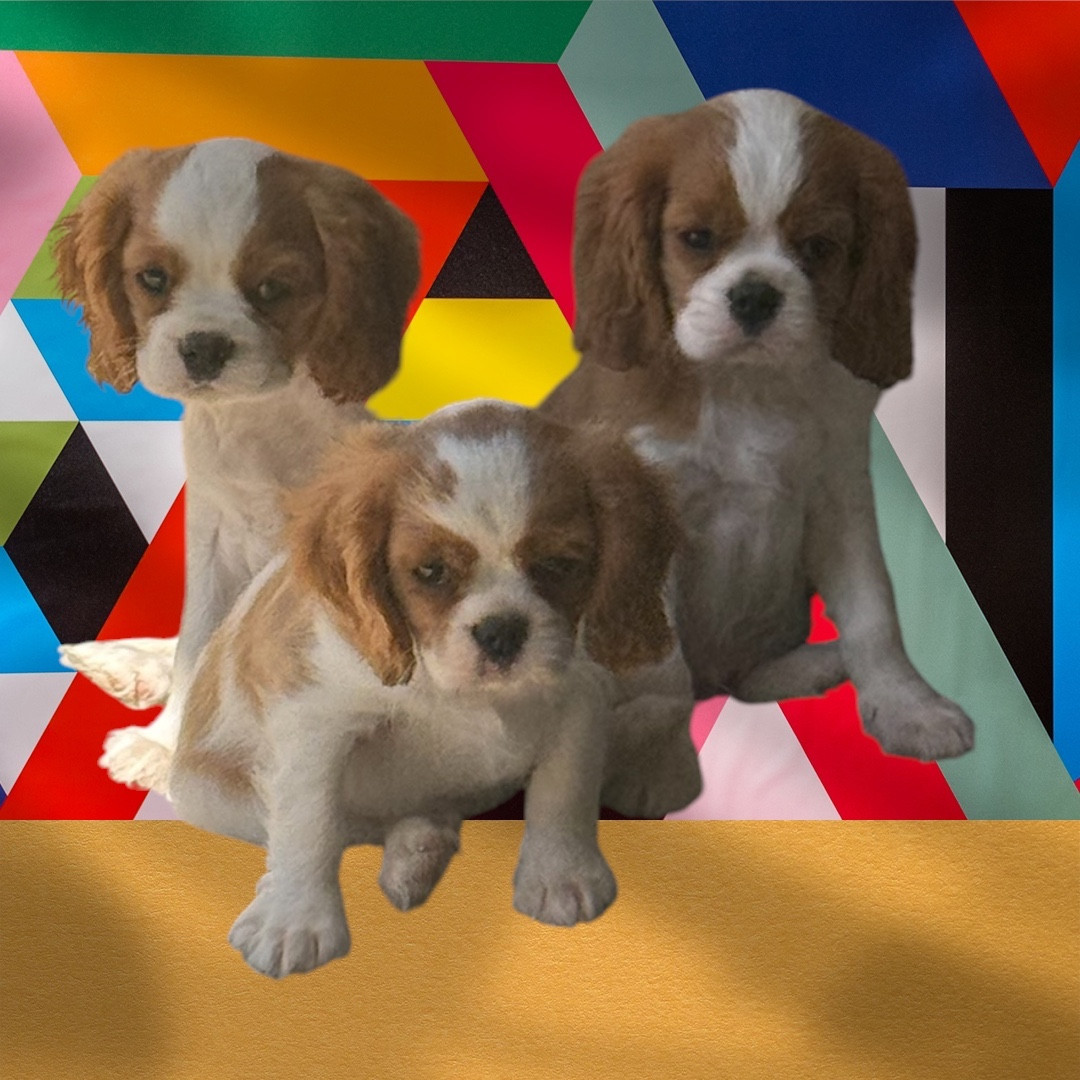 Des Eternels Charmeurs - Chiots disponibles - Cavalier King Charles Spaniel