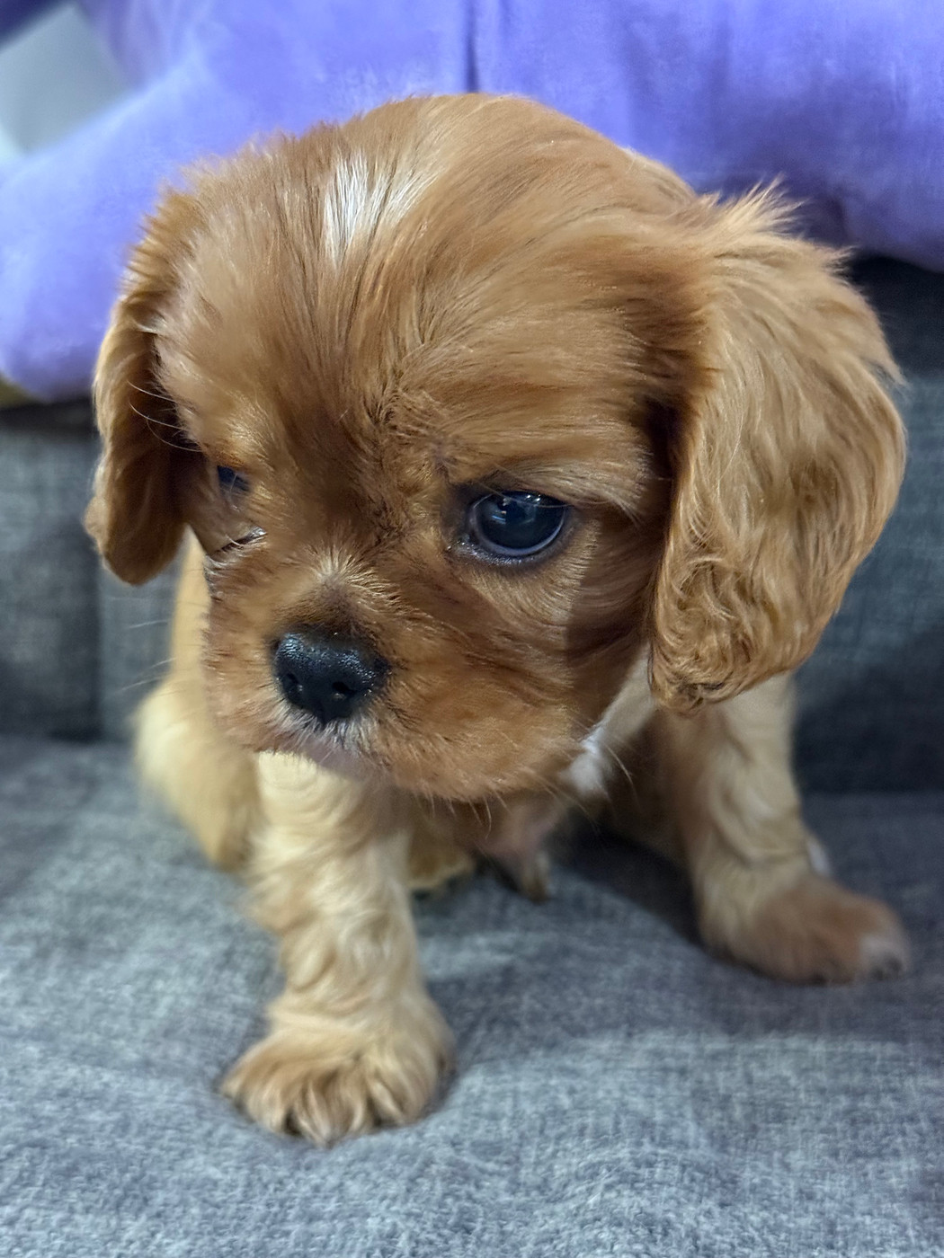 Des Eternels Charmeurs - Chiots disponibles - Cavalier King Charles Spaniel