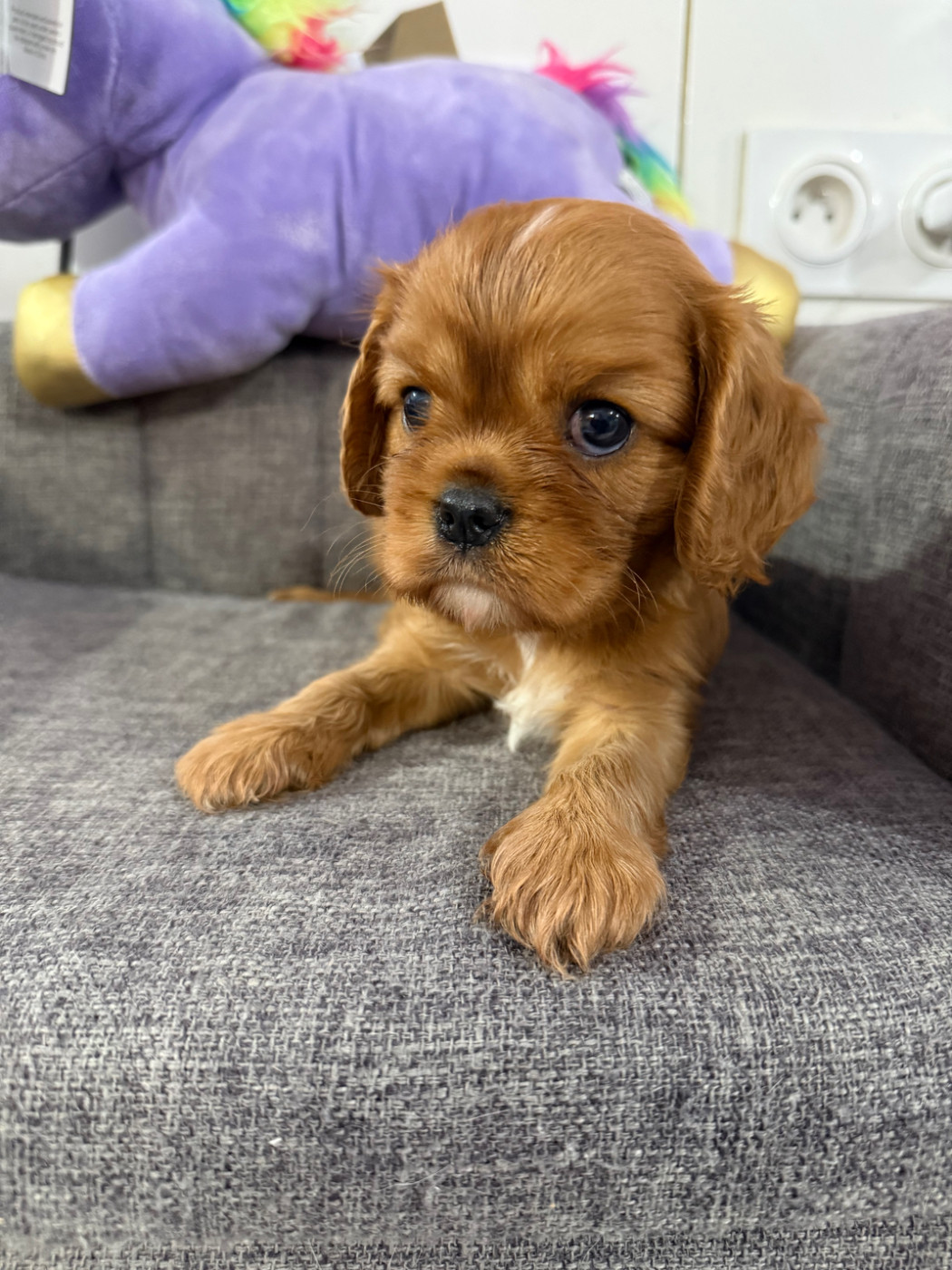 Des Eternels Charmeurs - Chiots disponibles - Cavalier King Charles Spaniel