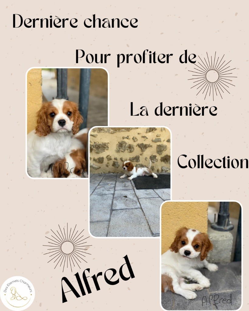 Des Eternels Charmeurs - Chiots disponibles - Cavalier King Charles Spaniel