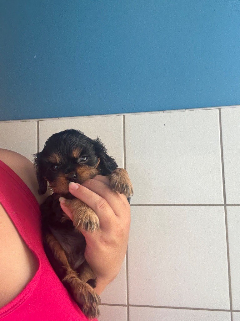 Des Eternels Charmeurs - Chiots disponibles - Cavalier King Charles Spaniel