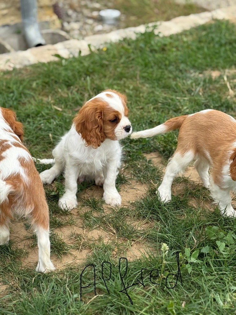 Des Eternels Charmeurs - Chiots disponibles - Cavalier King Charles Spaniel