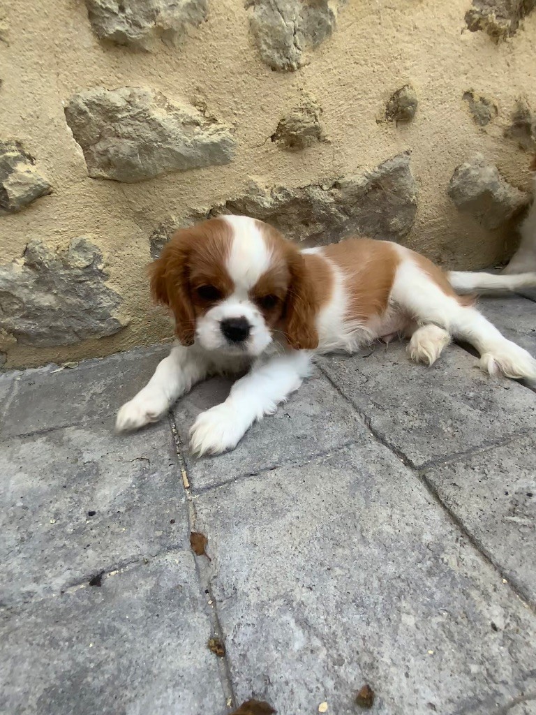 Des Eternels Charmeurs - Chiots disponibles - Cavalier King Charles Spaniel