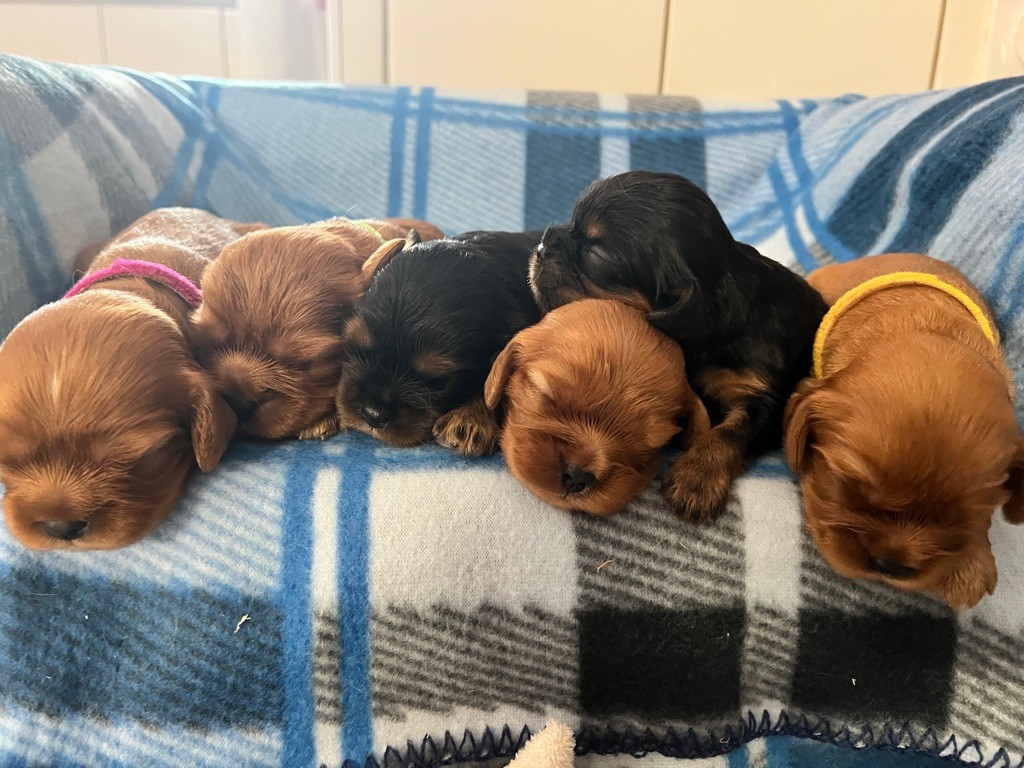 Chiot Cavalier King Charles Spaniel Des Eternels Charmeurs