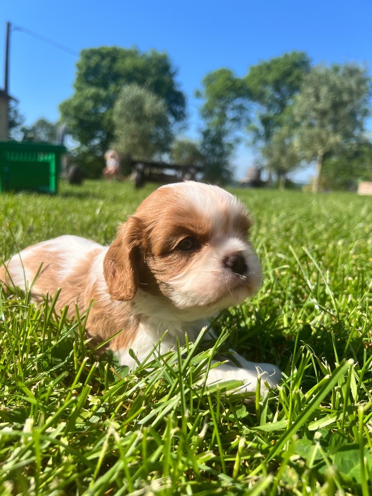 Des Eternels Charmeurs - Chiots disponibles - Cavalier King Charles Spaniel