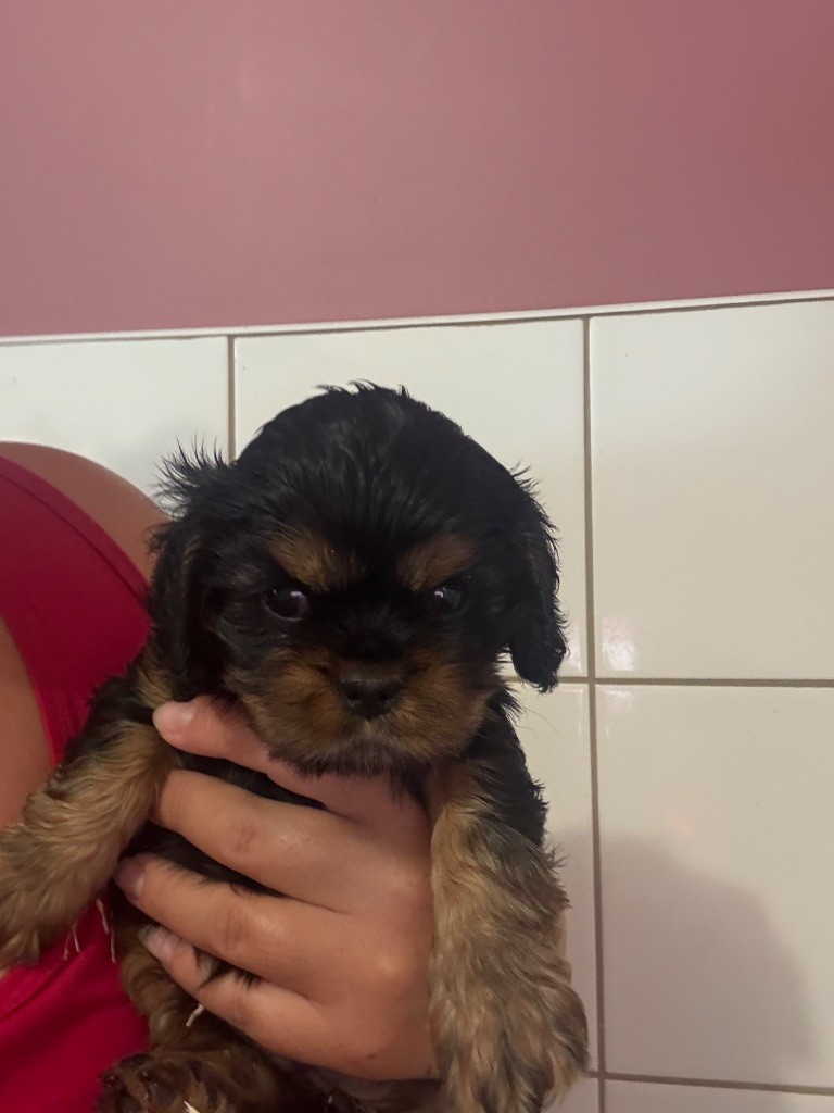 Des Eternels Charmeurs - Chiots disponibles - Cavalier King Charles Spaniel