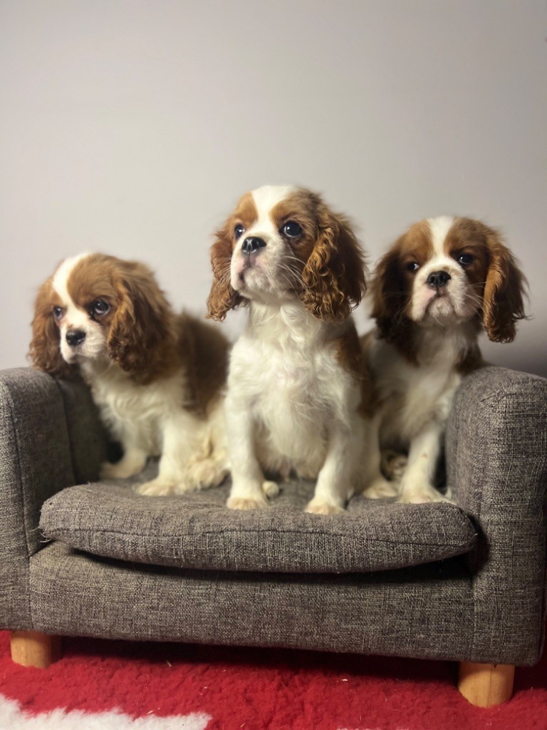 Des Eternels Charmeurs - Cavalier King Charles Spaniel - Portée née le 09/08/2024