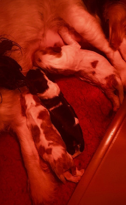 CHIOT 3