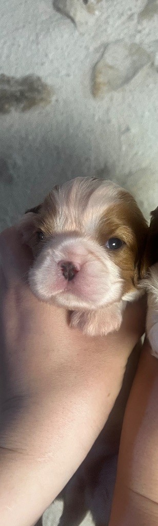 Des Eternels Charmeurs - Chiots disponibles - Cavalier King Charles Spaniel