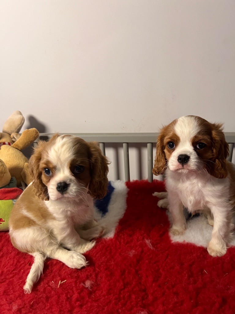 Des Eternels Charmeurs - Cavalier King Charles Spaniel - Portée née le 28/08/2024