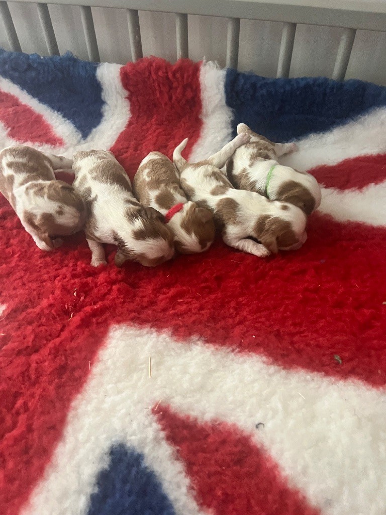 Des Eternels Charmeurs - Chiots disponibles - Cavalier King Charles Spaniel