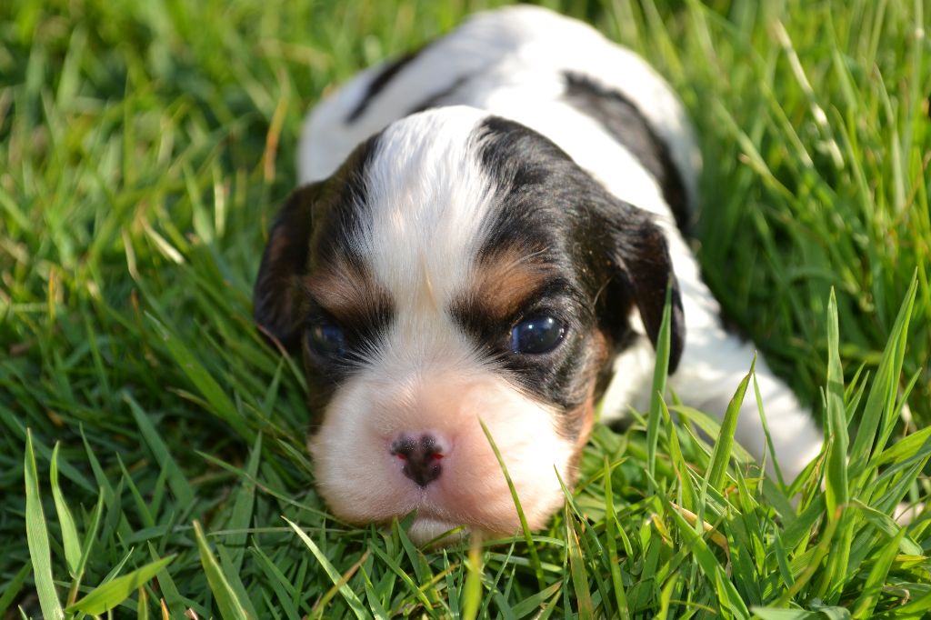 CHIOT