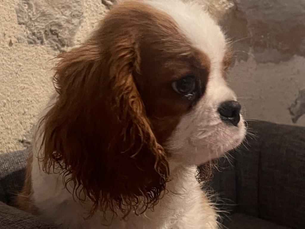 Des Eternels Charmeurs - Chiots disponibles - Cavalier King Charles Spaniel